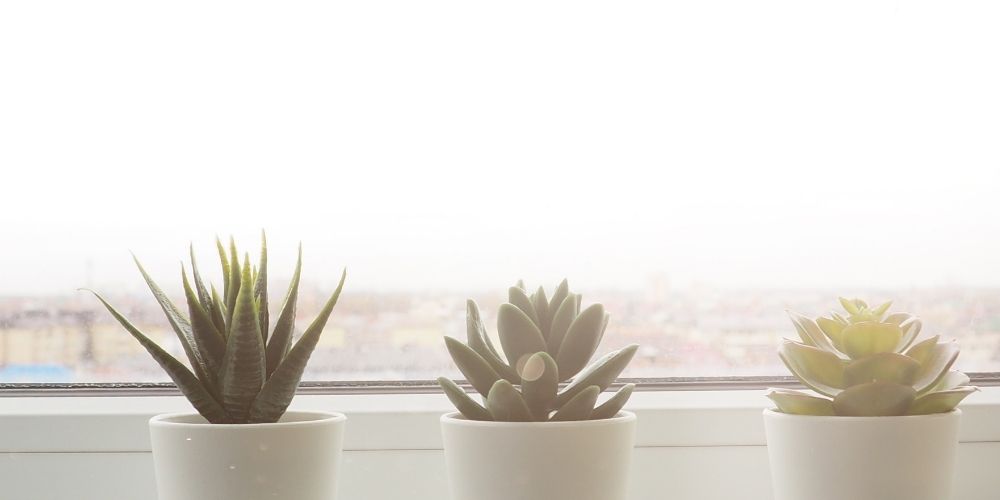 Do succulents clean the air: A complete guide