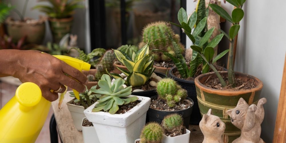 Do succulents clean the air: A complete guide